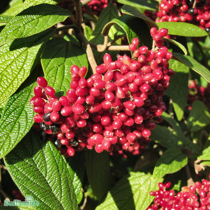 Viburnum rhytidophyllum Solitär C25 100-125cm