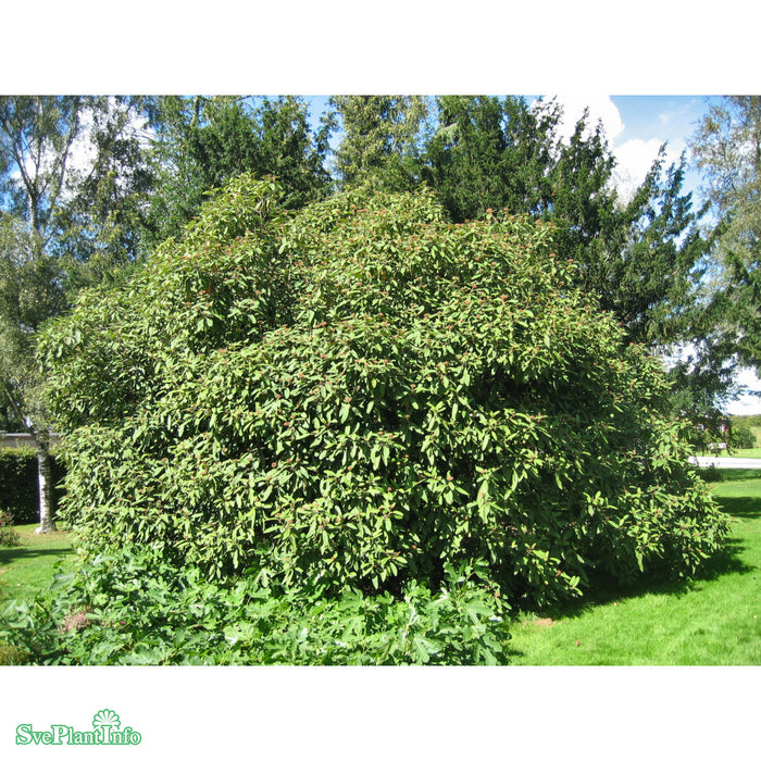 Viburnum rhytidophyllum Solitär C25 100-125cm