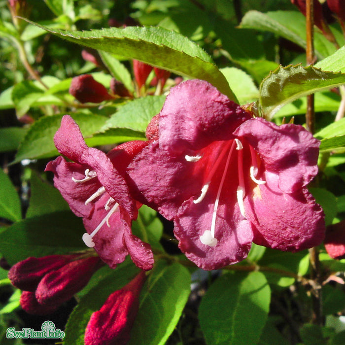 Weigela 'Bristol Ruby' Solitär C12 100-125cm
