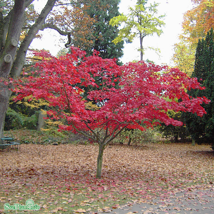 Acer palmatum 'Osakazuki' Solitär 150-175cm C 30