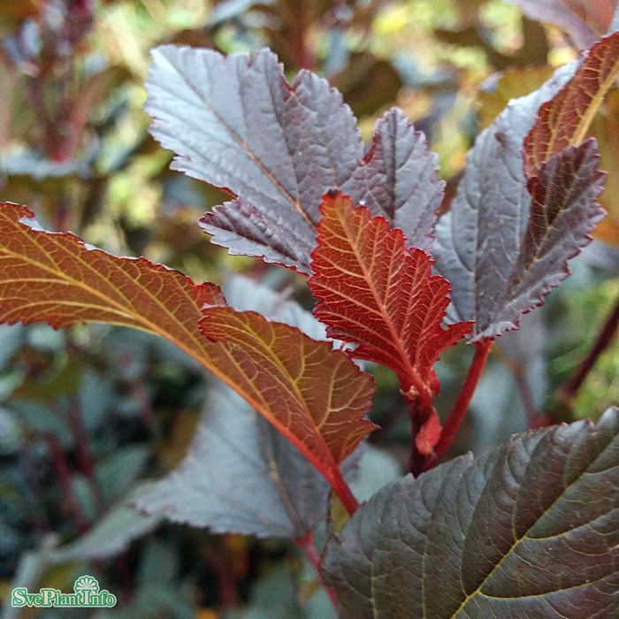 Physocarpus opulifolius 'Summer Wine' C10 Stam 60cm