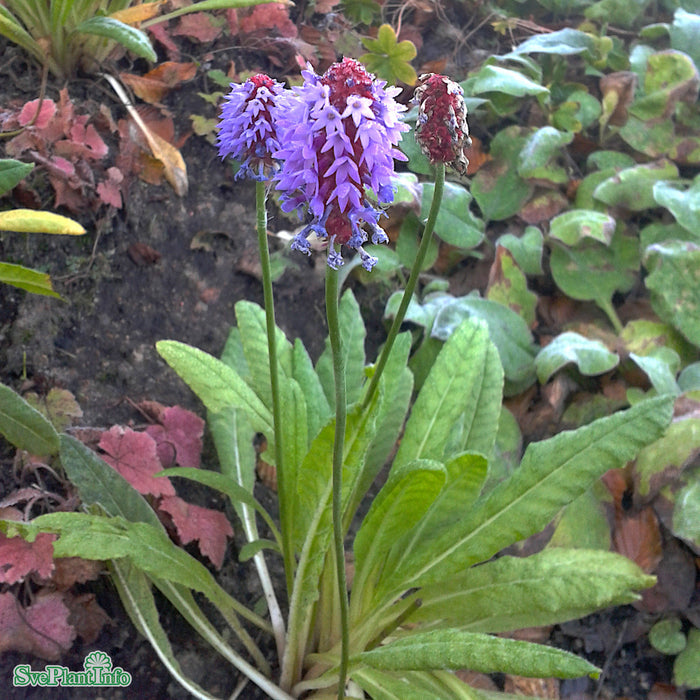 Primula vialii A-kval