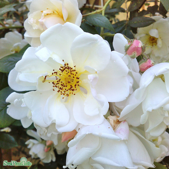 Rosa (Helenae) 'Hybrida' A-kval C7,5