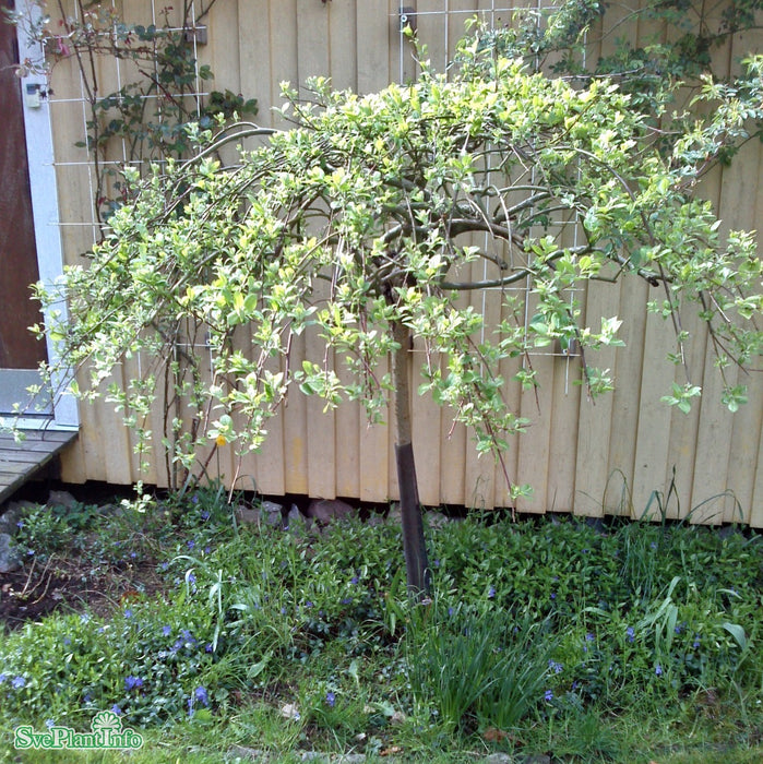 Salix caprea 'Kilmarnock' Stam C12 120cm