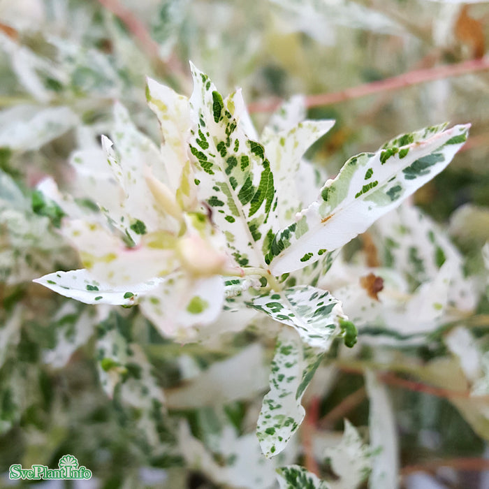 Salix integra 'Hakuro Nishiki' C6