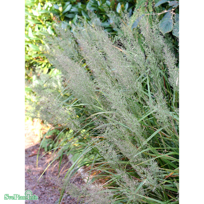 Calamagrostis brachytricha A-kval