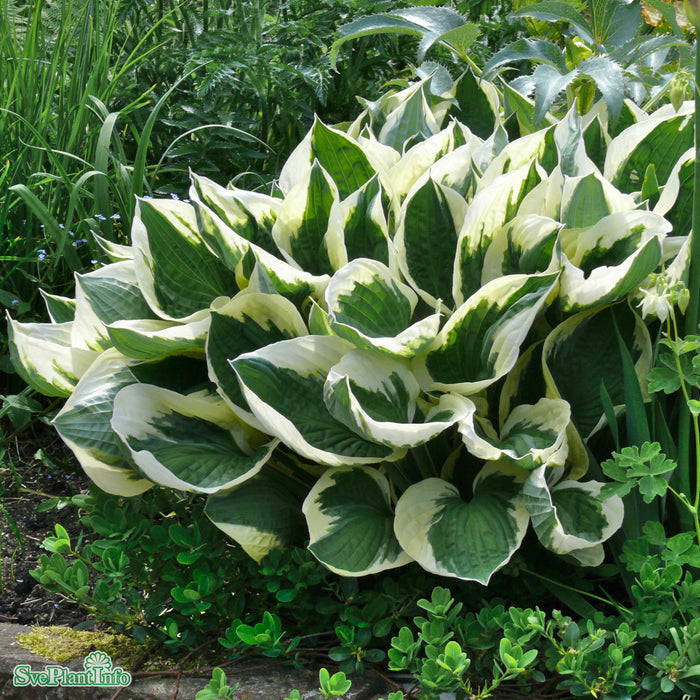 Hosta (Fortunei-Gruppen) 'Patriot' A-kval