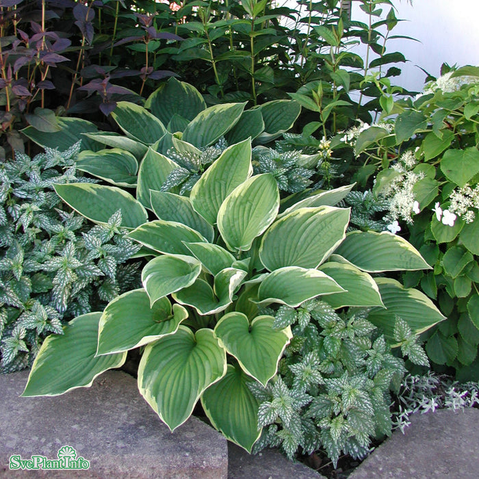 Hosta (Fortunei) 'Aureomarginata' A-Kval C2,8