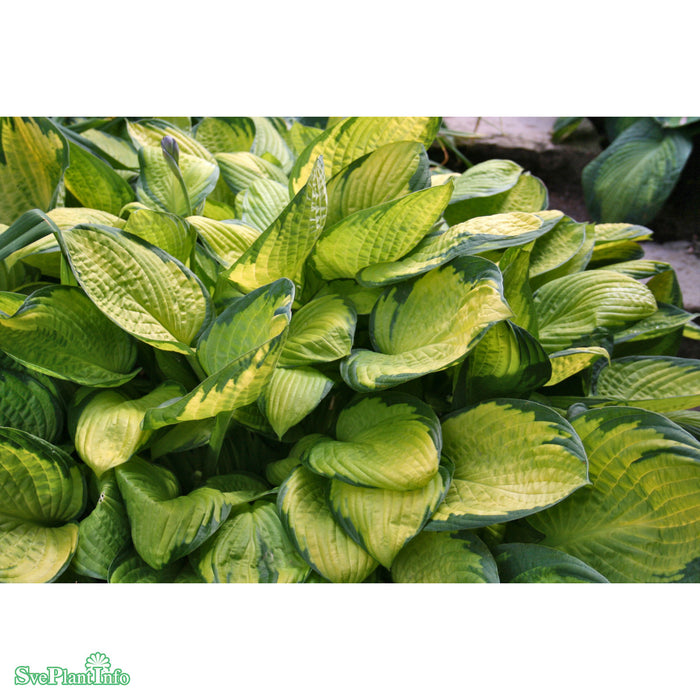 Hosta (Fortunei-Gruppen) 'Gold Standard' A-kval