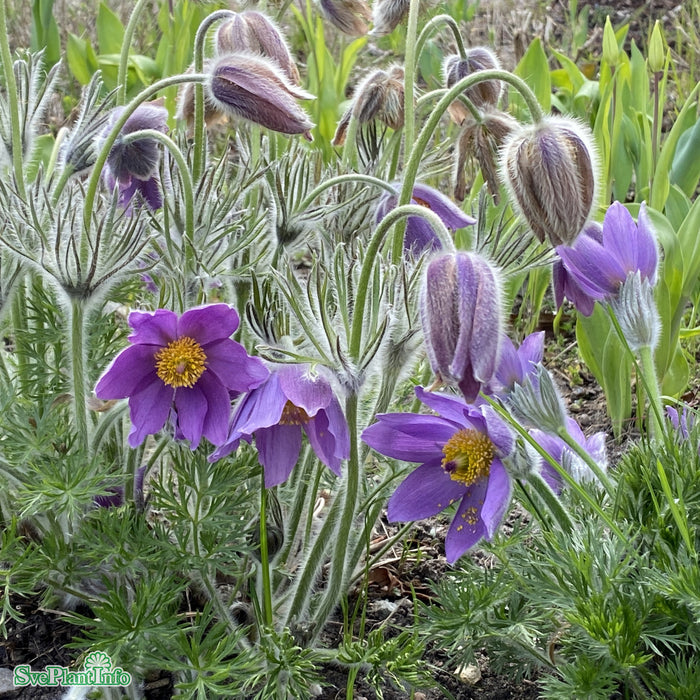 Pulsatilla vulgaris A-kval