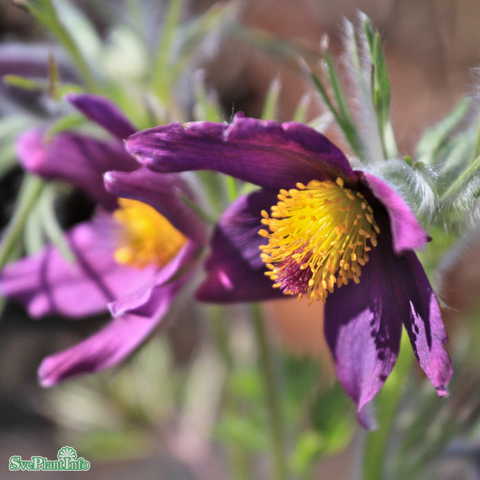 Pulsatilla vulgaris A-kval