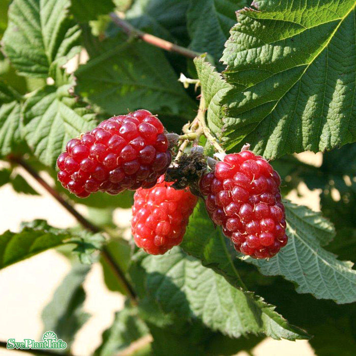 Rubus (Björnbärshallon) 'Tayberry' A-kval C2