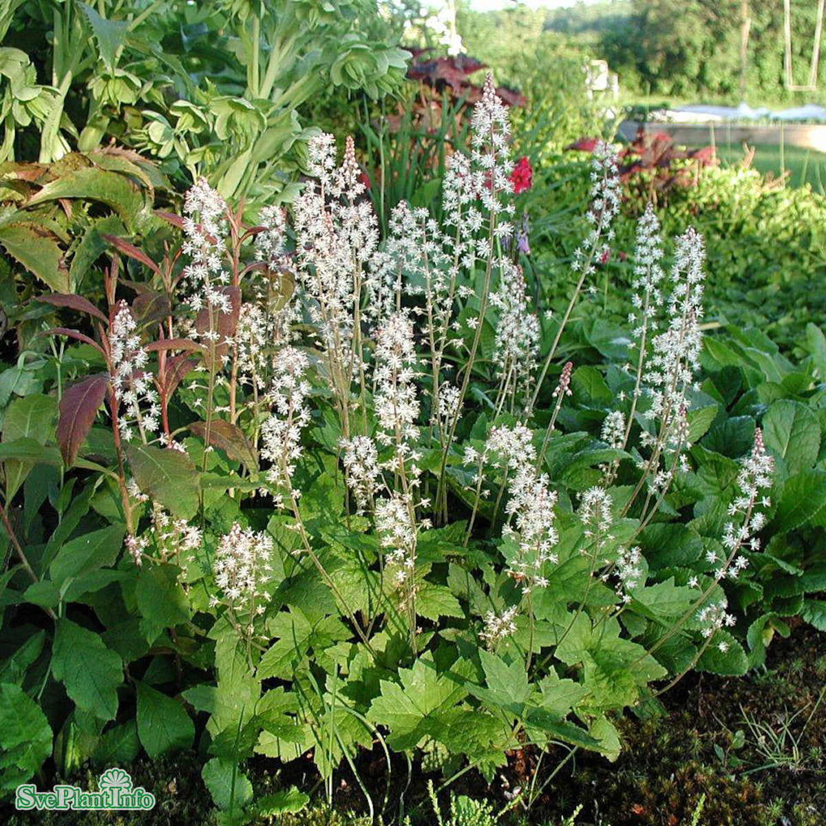 Tiarella wherryi A-kval — Åkersberga Växtförsäljning