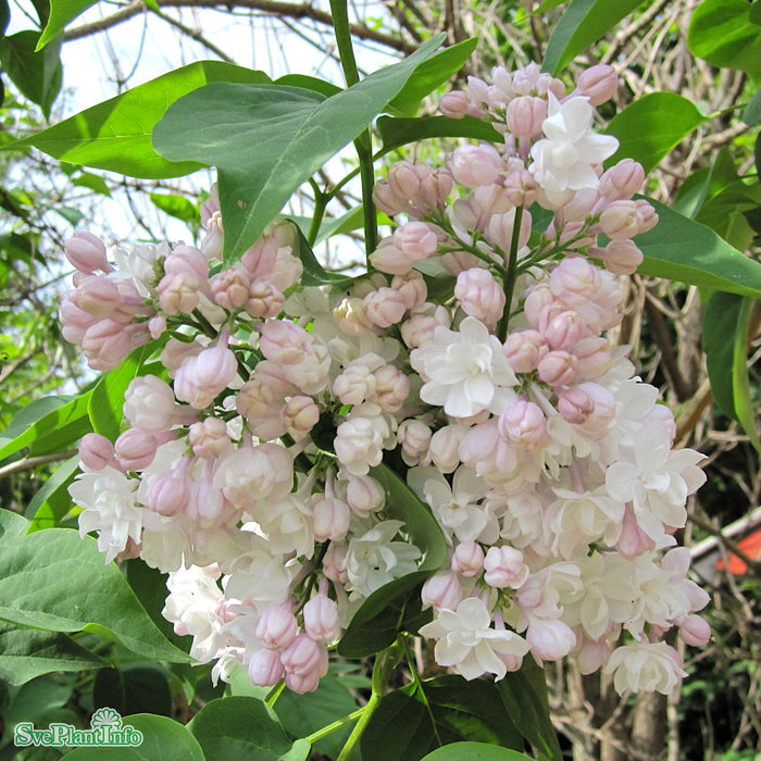 Syringa vulgaris 'Beauty Of Moscow' C12