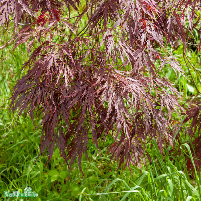 Acer palmatum 'Inaba-shidare' Stam C15 80cm