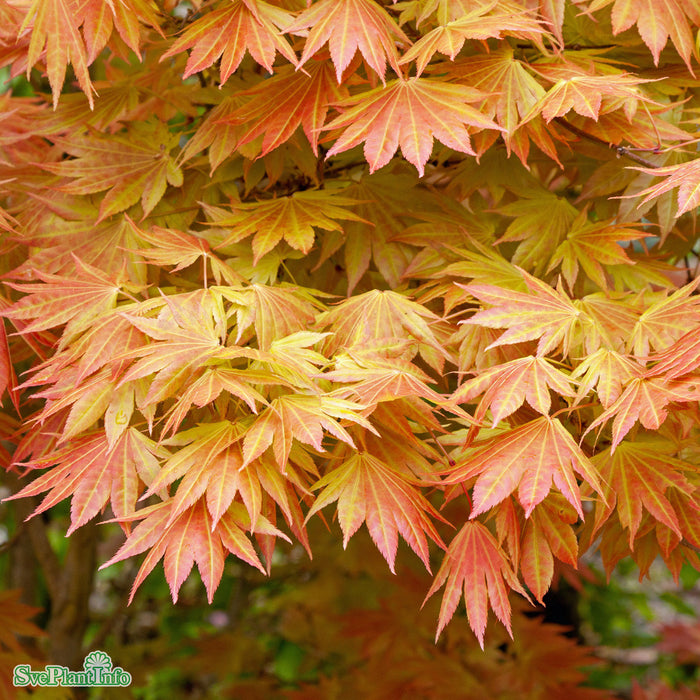 Acer shirasawanum Moonrise Stam C18 90cm