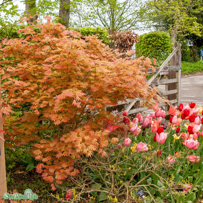 Acer shirasawanum Moonrise Stam C18 90cm