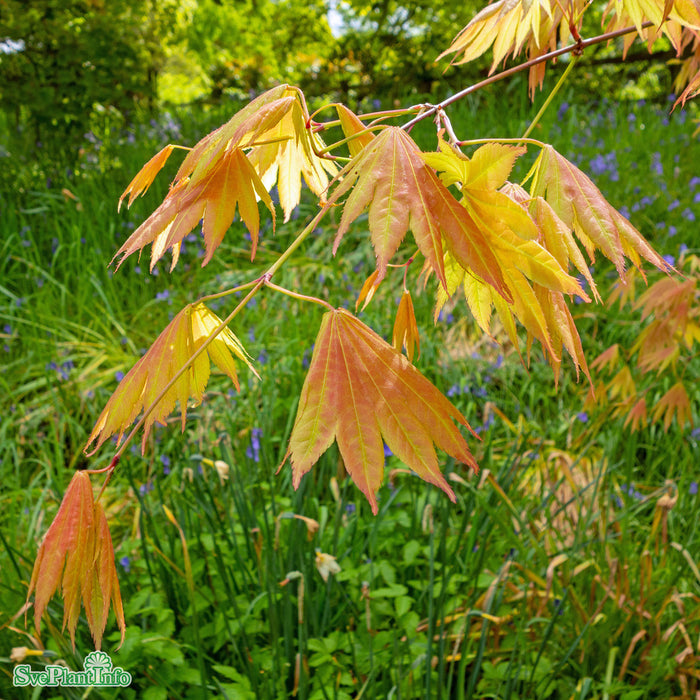 Acer shirasawanum Moonrise Stam C18 90cm