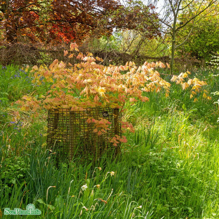 Acer shirasawanum Moonrise Stam C18 90cm