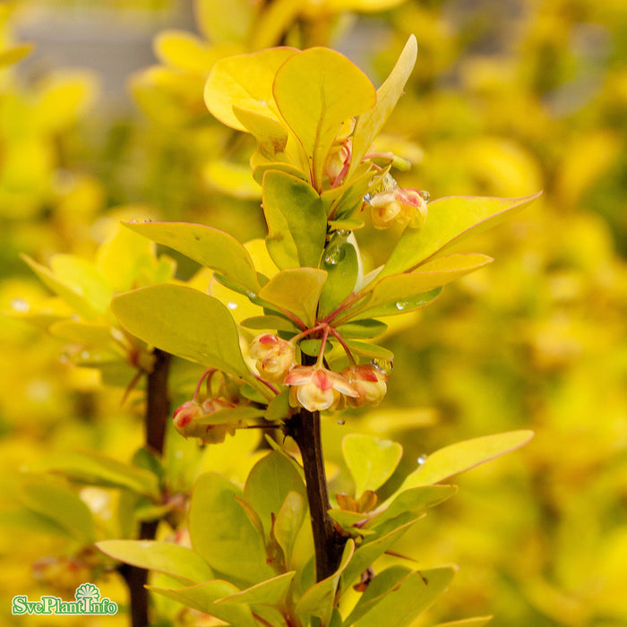 Berberis thunbergii 'Maria' C4,5 30-40cm