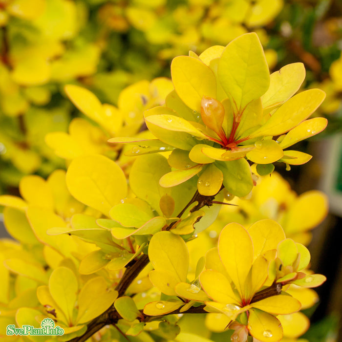 Berberis thunbergii 'Maria' C4,5 30-40cm