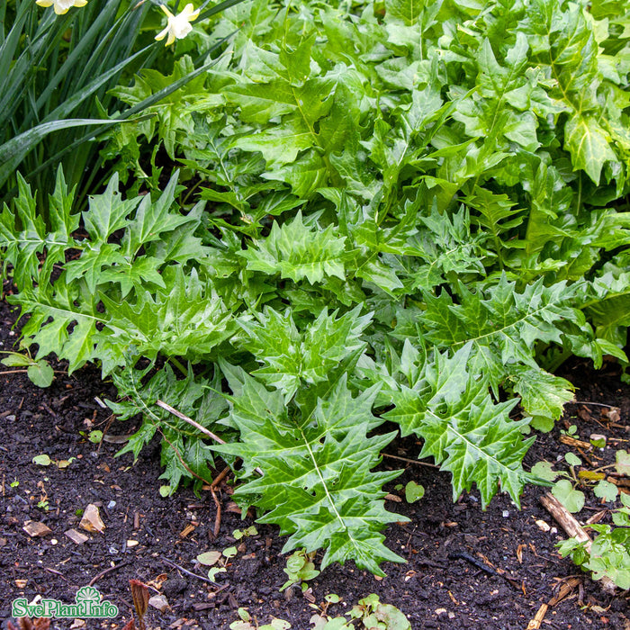 Acanthus hungaricus (balcanicus) A-kval