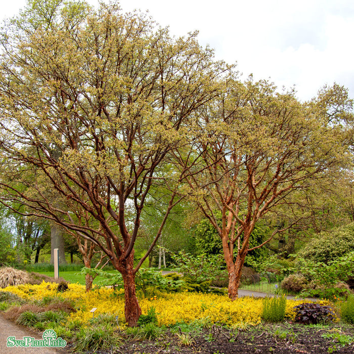 Acer griseum C10 80-100cm