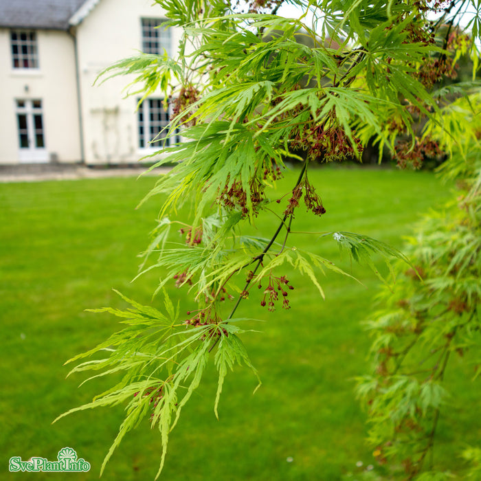 Acer palmatum (Dissectum) 'Dissectum' Solitär C35 80-100cm