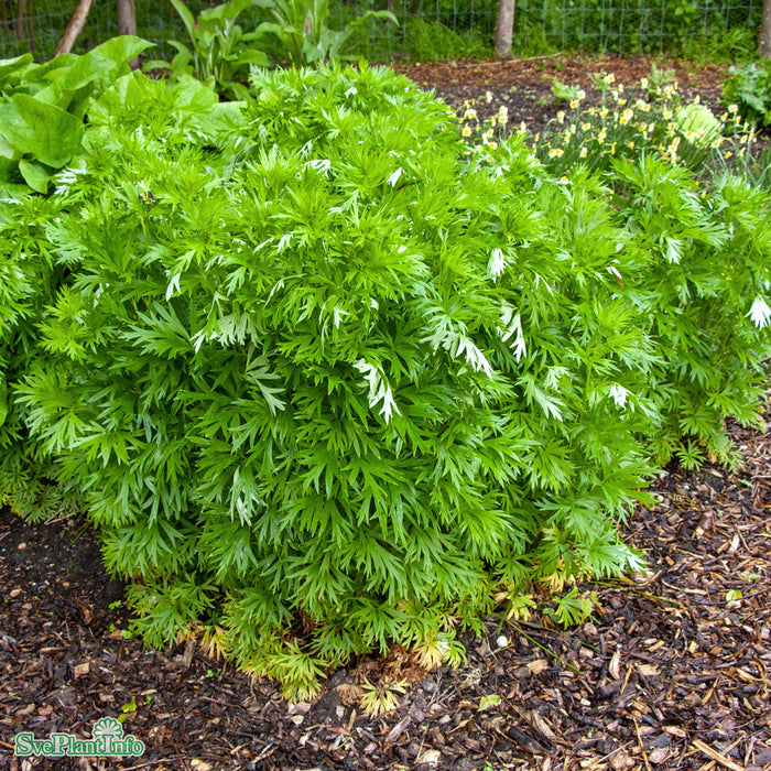 Aconitum napellus 'Album' A-kval