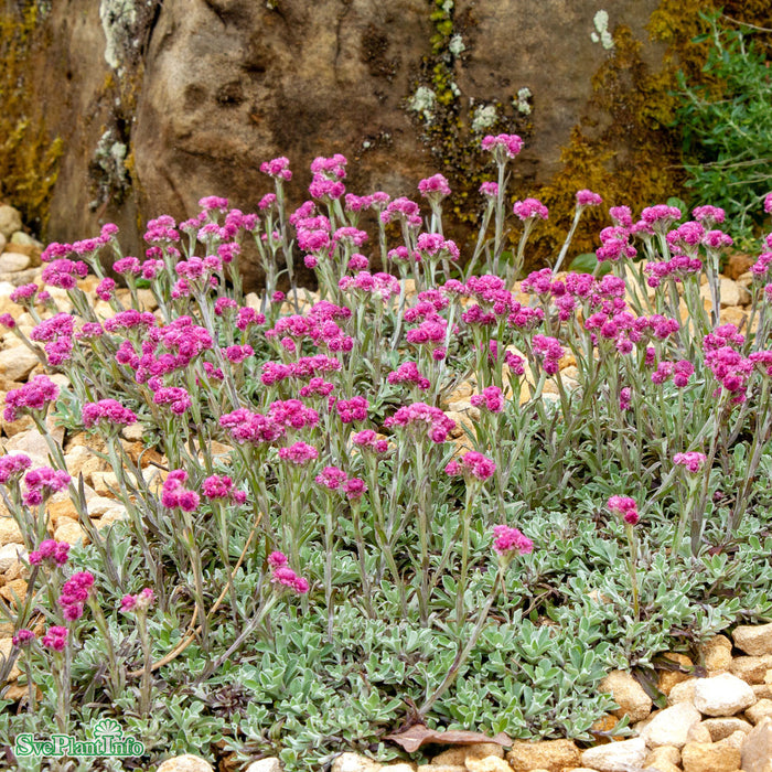 Antennaria dioica 'Rotes Wunder' A-kval