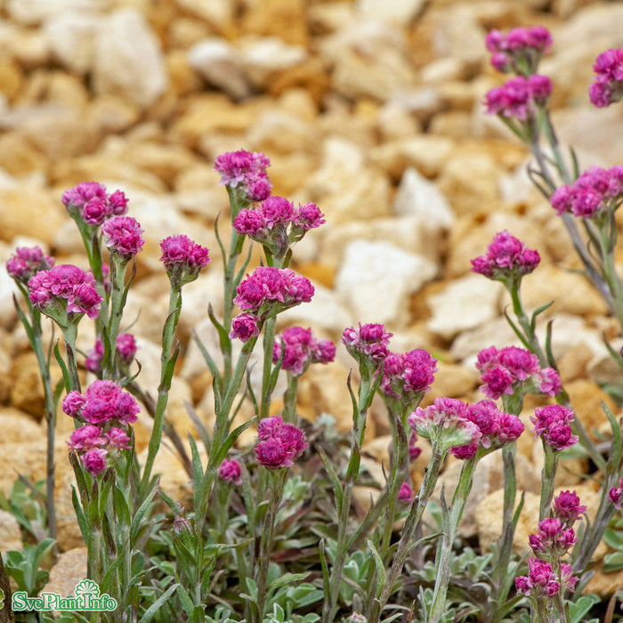 Antennaria dioica 'Rotes Wunder' A-kval