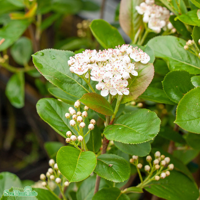 Aronia x prunifolia 'Viking' Solitär C20 100-125cm