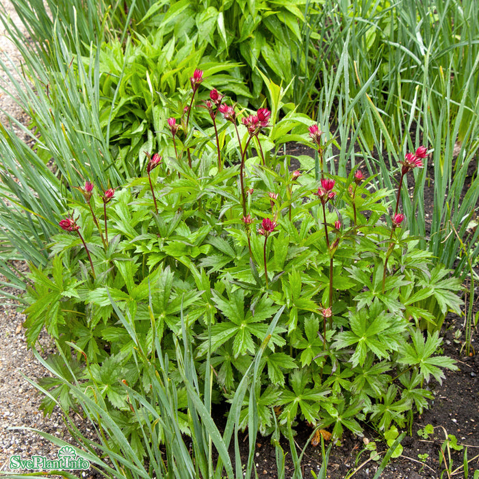 Astrantia major 'Moulin Rouge' A-kval