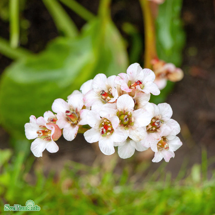 Bergenia 'Bressingham White' A-kval