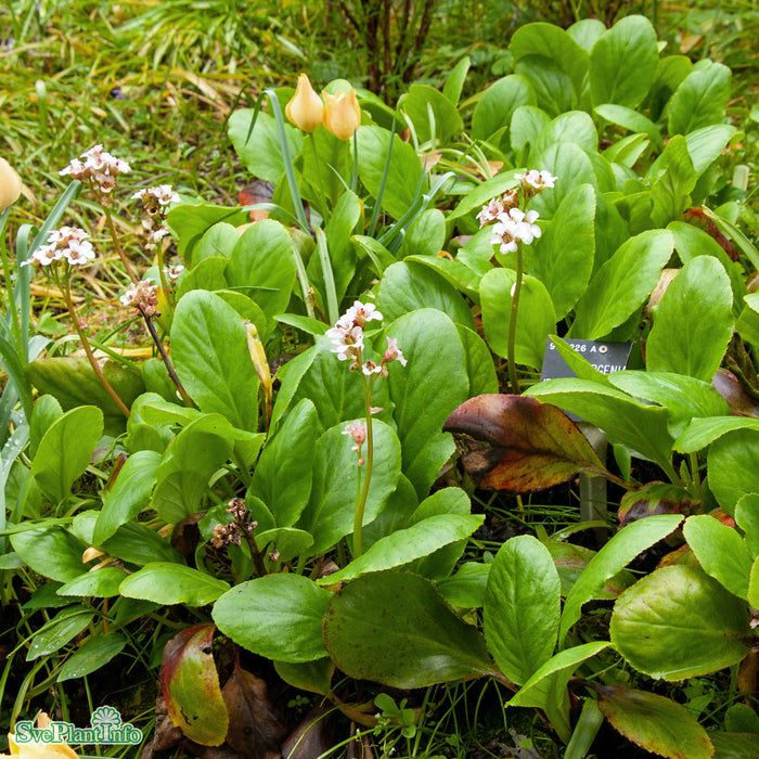 Bergenia 'Bressingham White' A-kval