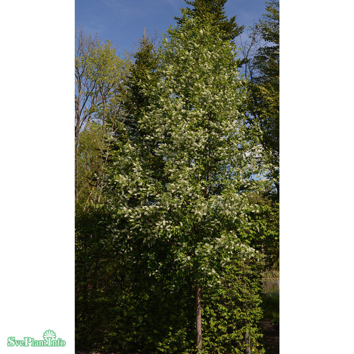 Prunus padus Poesi E Ungträd 150-200cm C10
