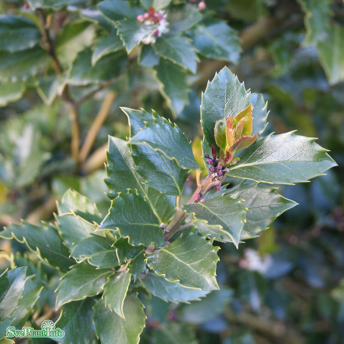 Ilex x meserveae 'Blue Prince' Stam C7,5 50cm