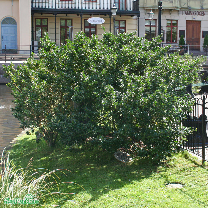 Ilex x meserveae 'Blue Prince' Stam C7,5 50cm