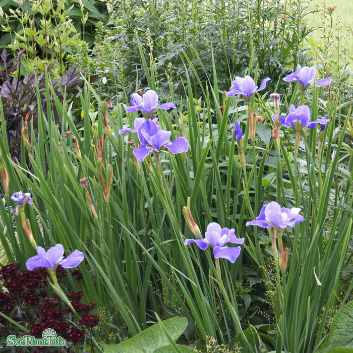 Iris sibirica 'Silver Edge' A-kval
