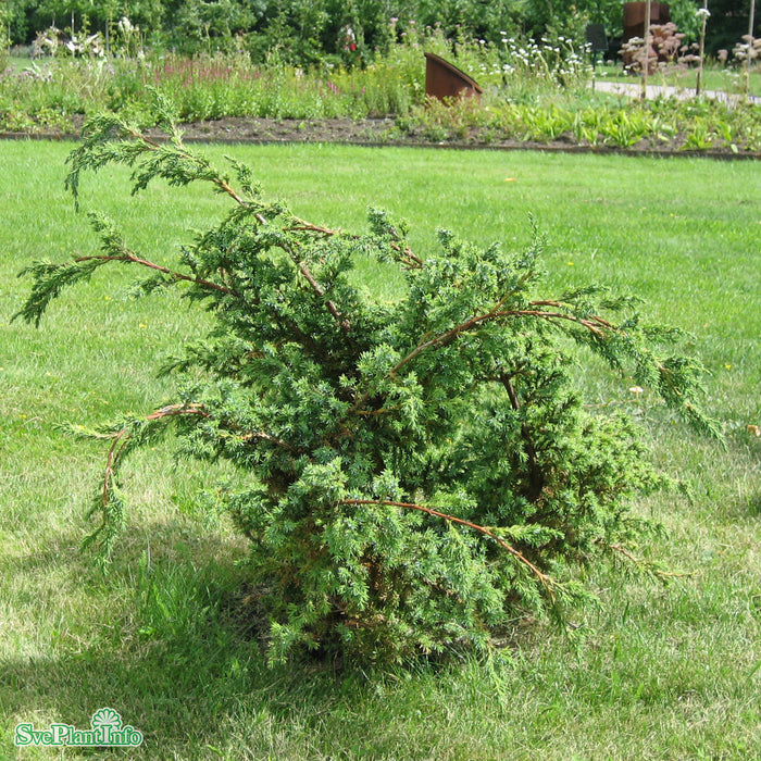 Juniperus chinensis 'Blue Alps' C 4,6 30-40cm