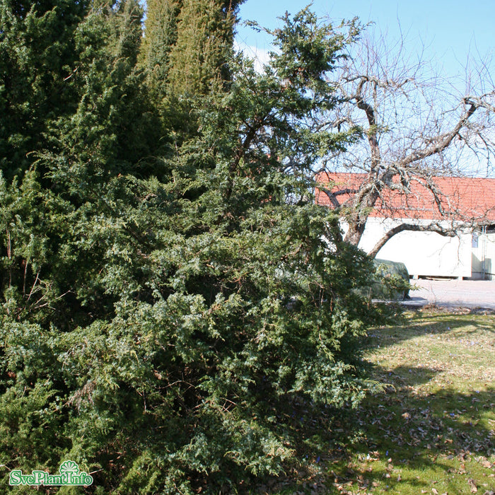 Juniperus chinensis 'Blue Alps' C 4,6 30-40cm