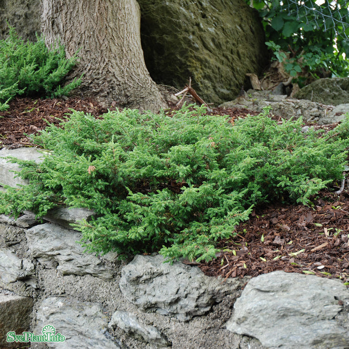 Juniperus communis 'Repanda' C3 25-30cm