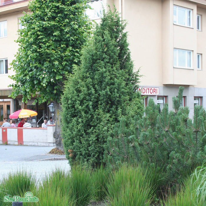 Juniperus communis f. suecica Solitär Kl 125-150cm