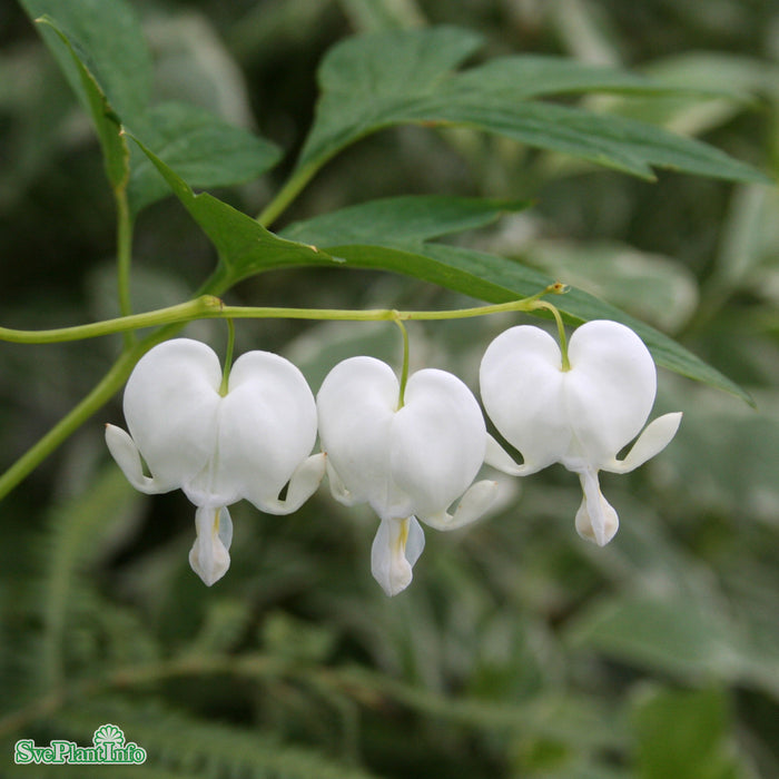 Lamprocapnos spectabilis 'Alba' A-kval C2