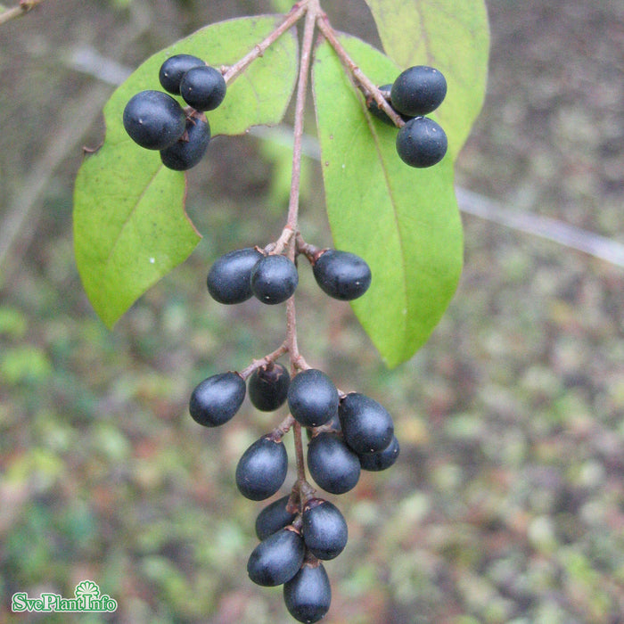 Ligustrum vulgare var. italicum 'Atrovirens' C12 100-125cm