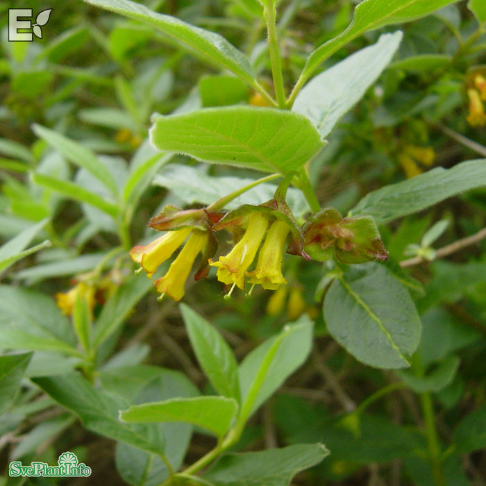 Lonicera involucrata 'Lycksele' E Busk C5