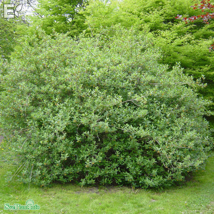 Lonicera involucrata 'Lycksele' E Busk C5