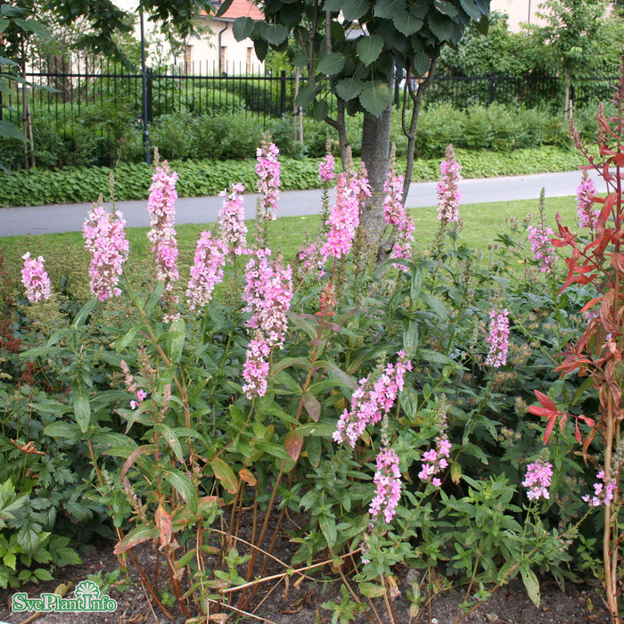 Lythrum salicaria 'Blush' A-kval