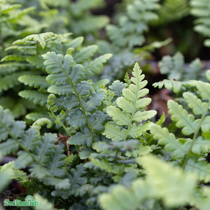 Dryopteris affinis A-kval