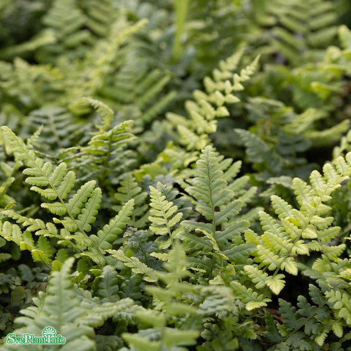 Dryopteris affinis A-kval